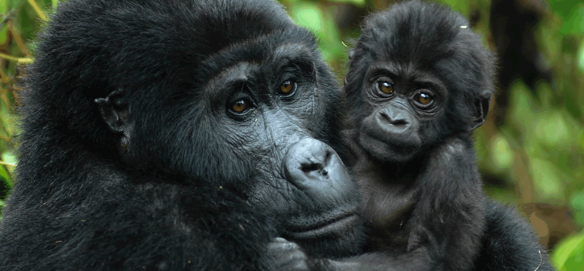 Gorilla Trekking, Safari holidays in Africa